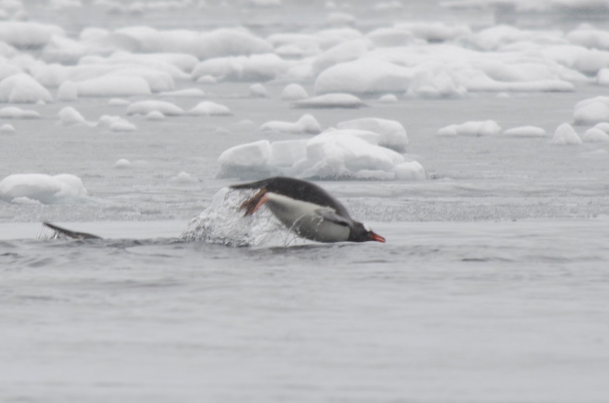 Gentoo Penguin - ML646309167