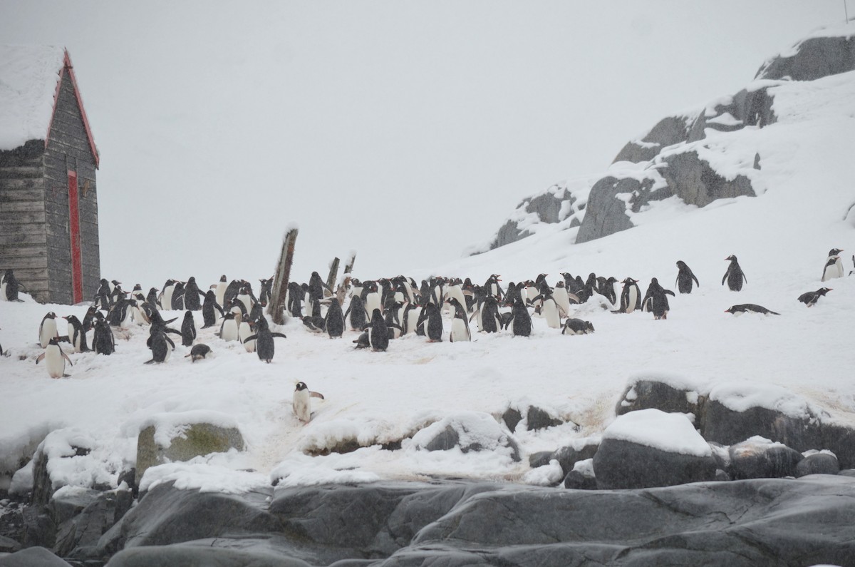 Gentoo Penguin - ML646309168