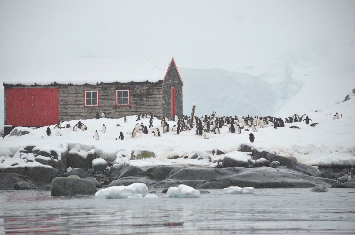 Gentoo Penguin - ML646309169