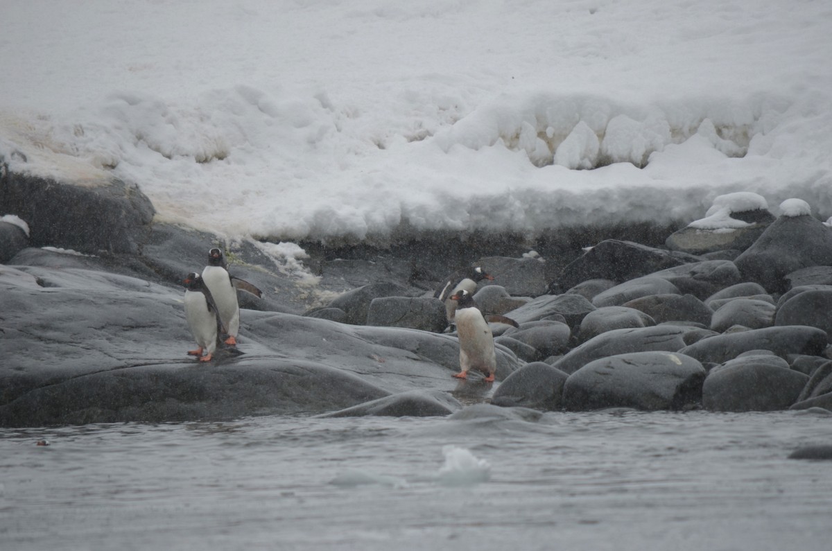 Gentoo Penguin - ML646309170