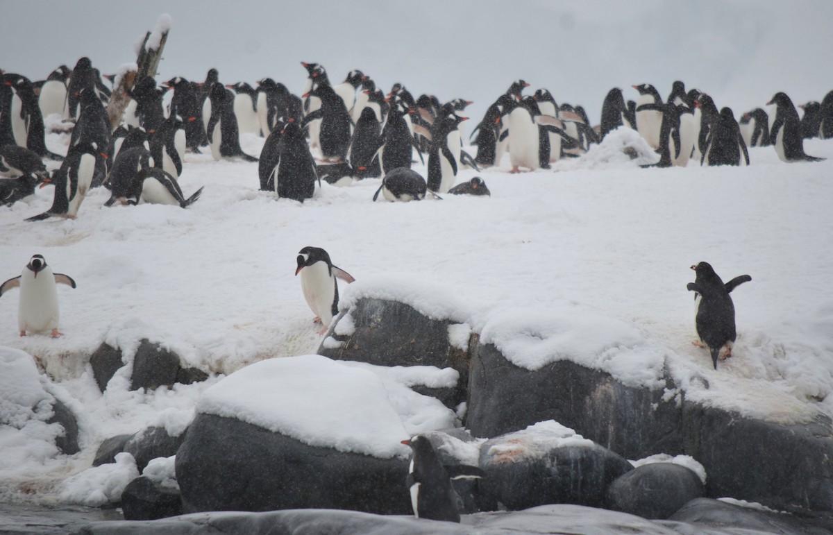 Gentoo Penguin - ML646309171