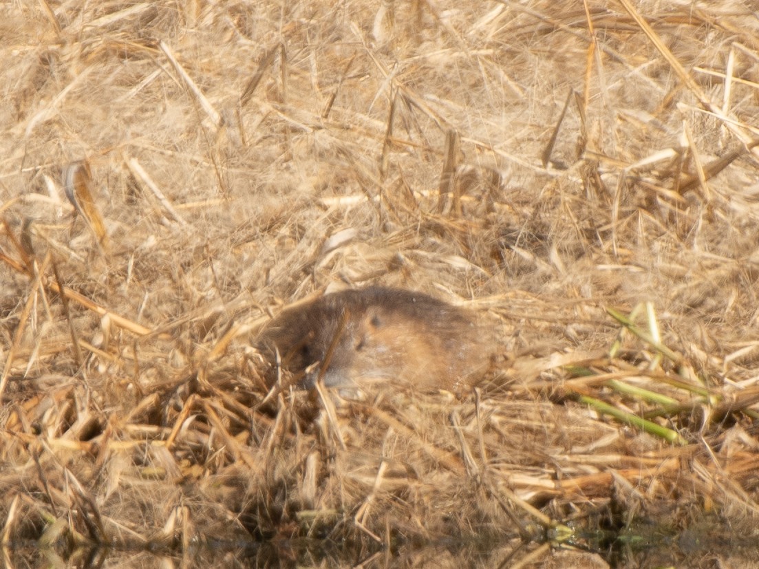 Coypu - ML646309172