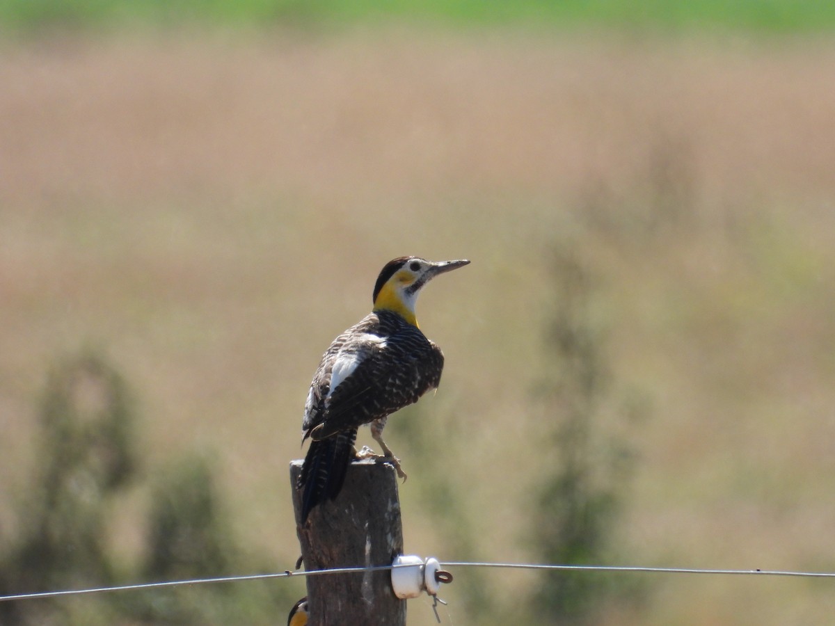 Campo Flicker - ML646309175