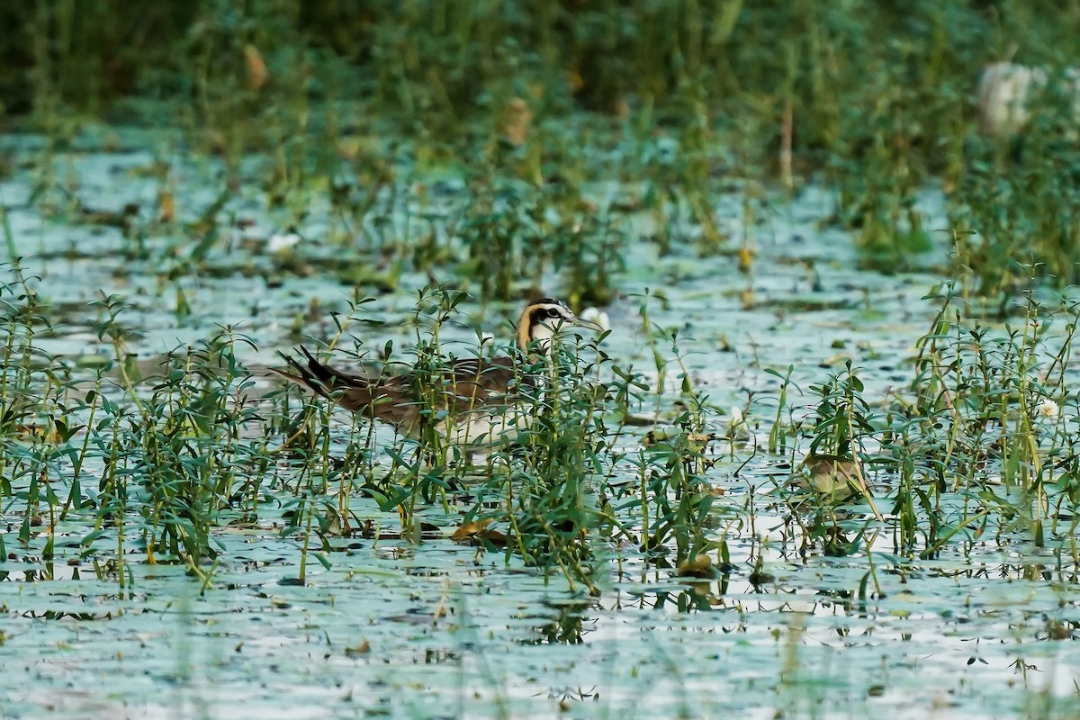 fasanbladhøne - ML646309176