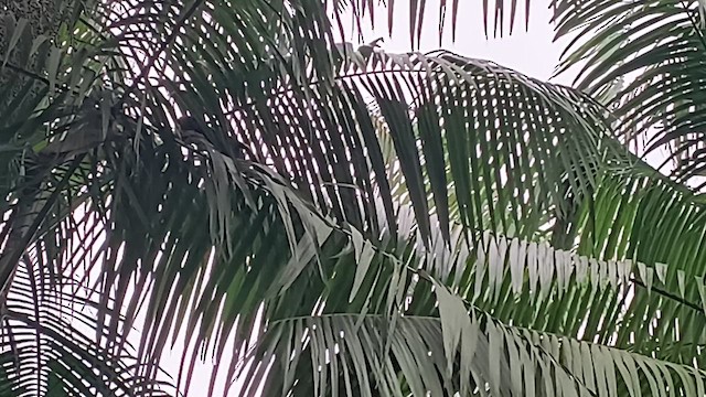 Golden-headed Lion Tamarin - ML646309178