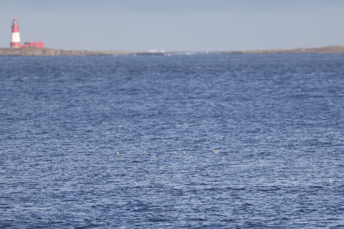 Long-tailed Duck - ML646309179