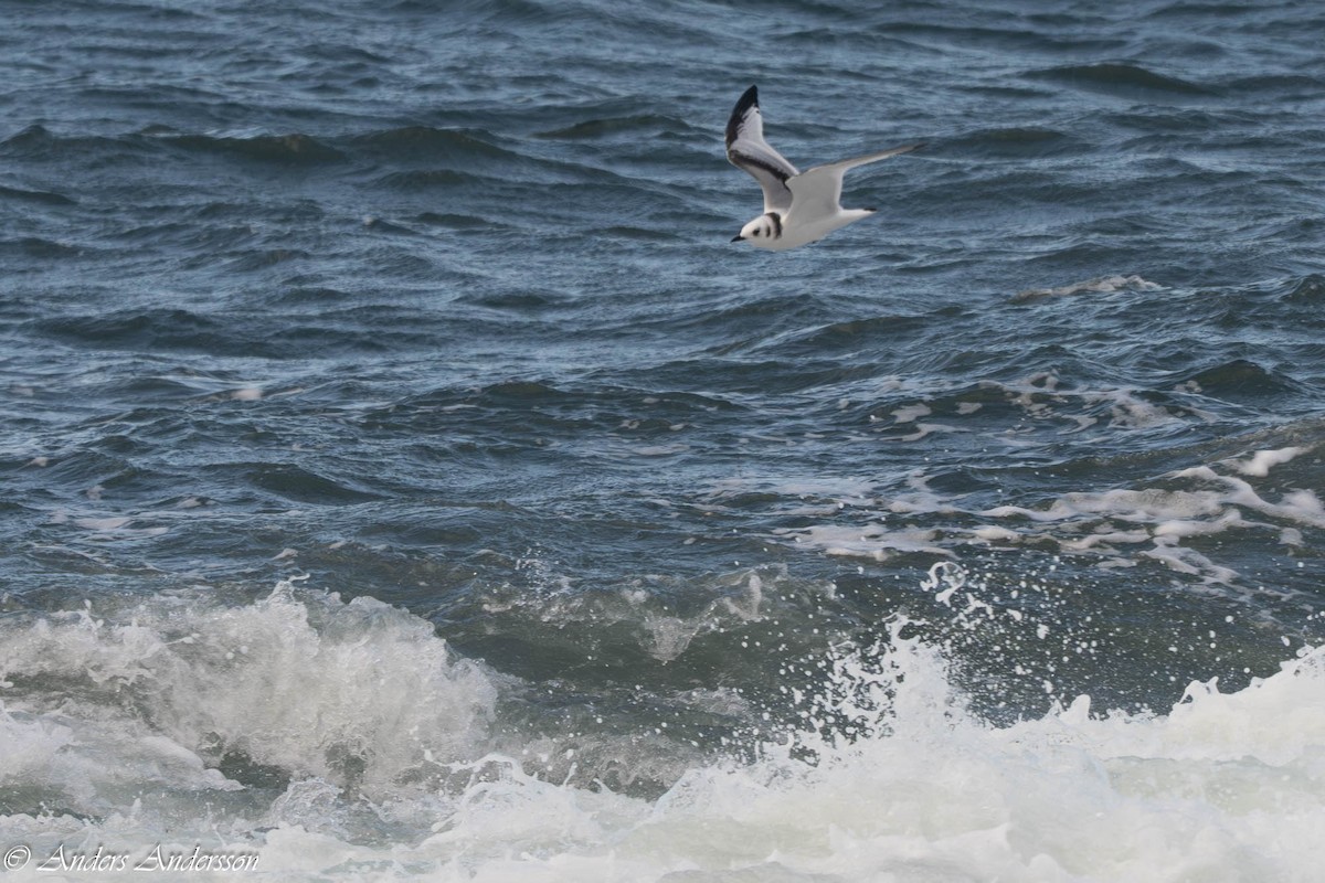 Моевка - ML646309180