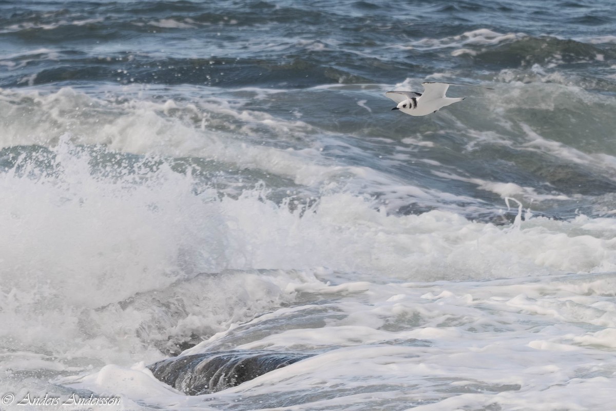 Моевка - ML646309182