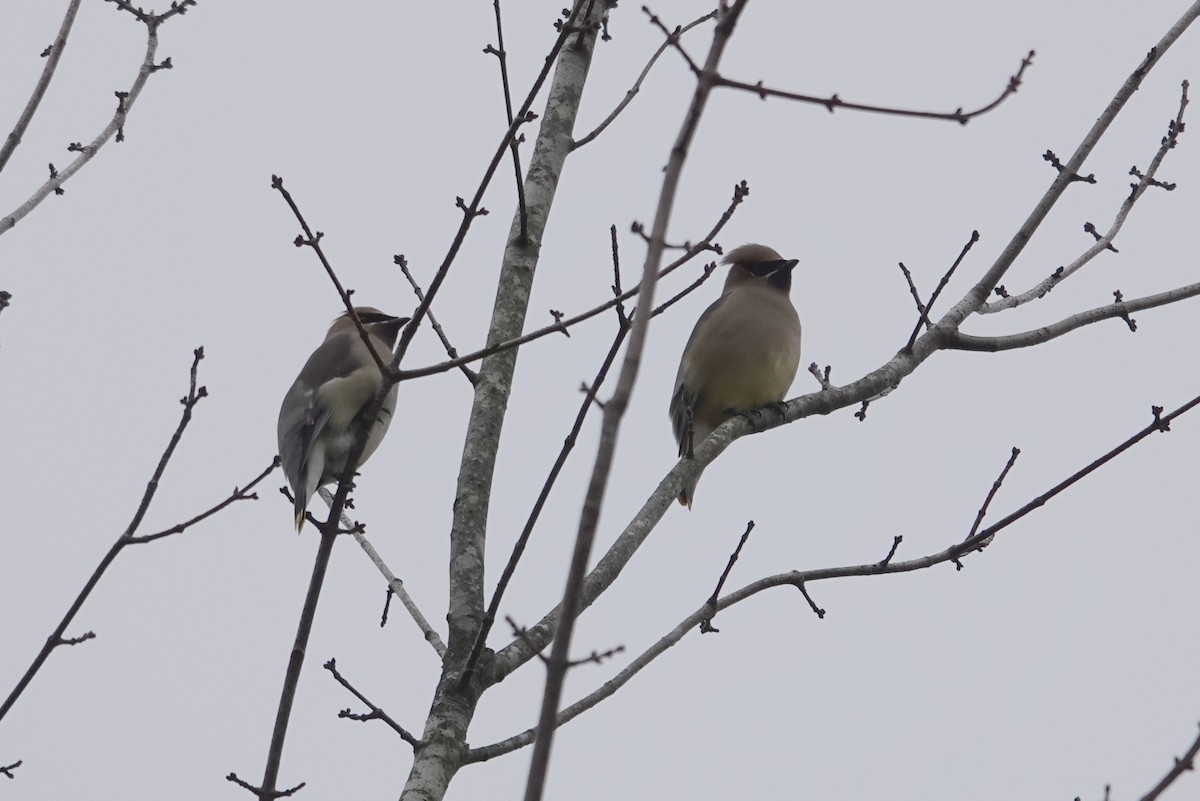 Cedar Waxwing - ML646309184