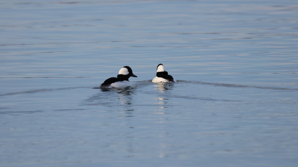 Гоголь-головастик - ML646309185