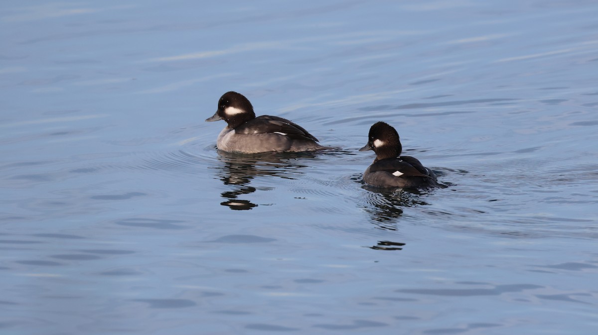 Гоголь-головастик - ML646309187