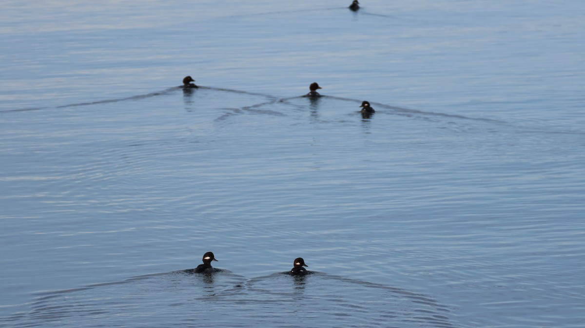 Гоголь-головастик - ML646309188