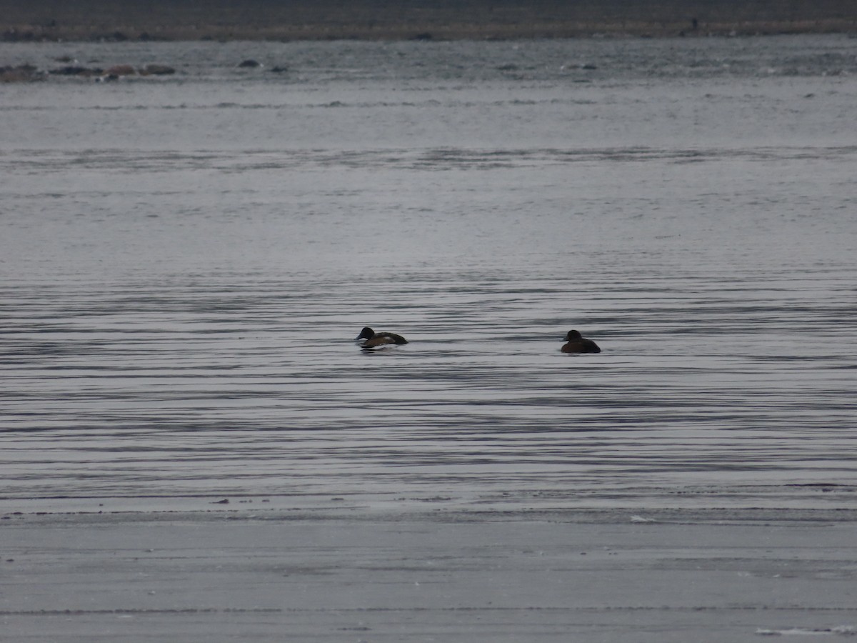 Lesser Scaup - ML646309190