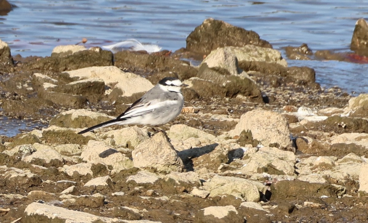 White Wagtail (Black-backed) - ML646309191