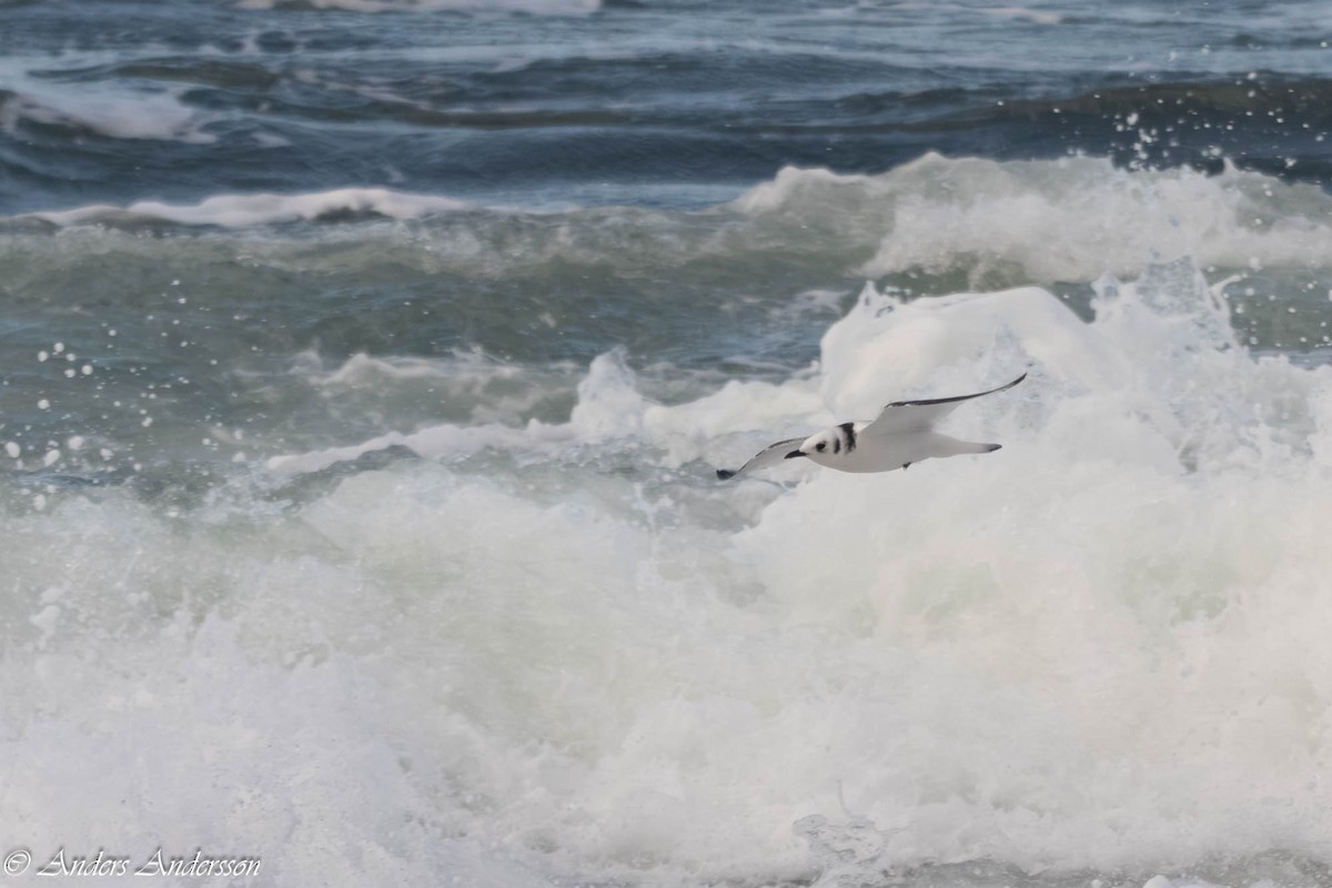 Моевка - ML646309192