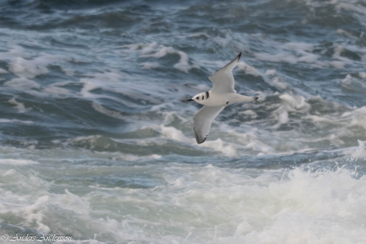 Моевка - ML646309195