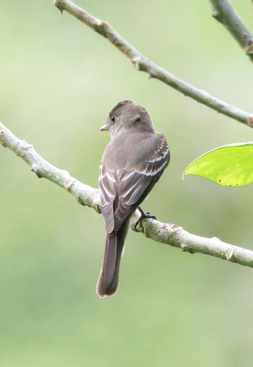 Восточный пиви - ML646309197