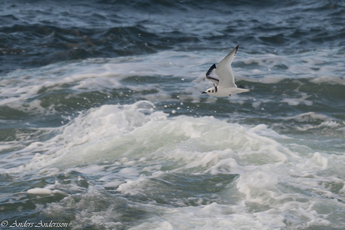 Моевка - ML646309200