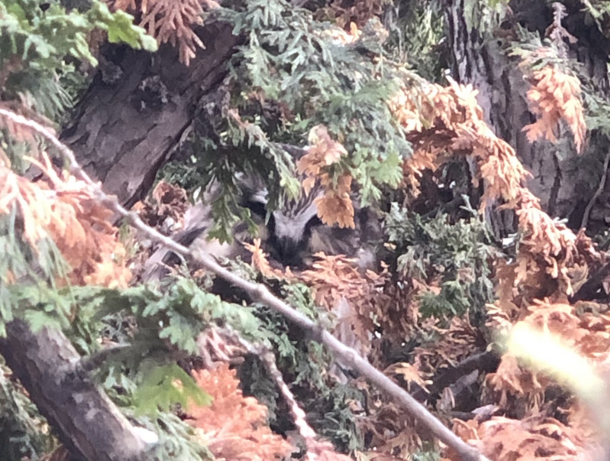 sýc americký - ML646309201