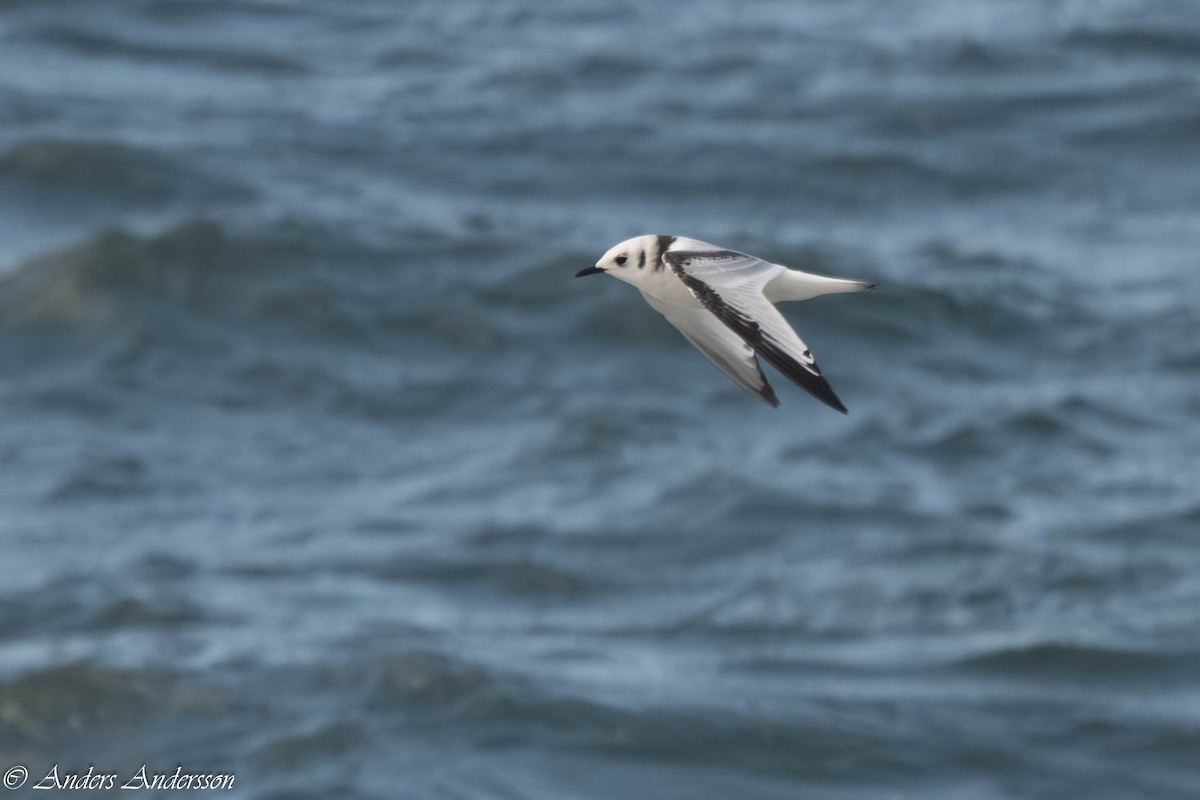 Моевка - ML646309202