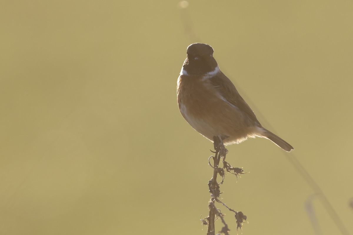 Черноголовый чекан - ML646309203