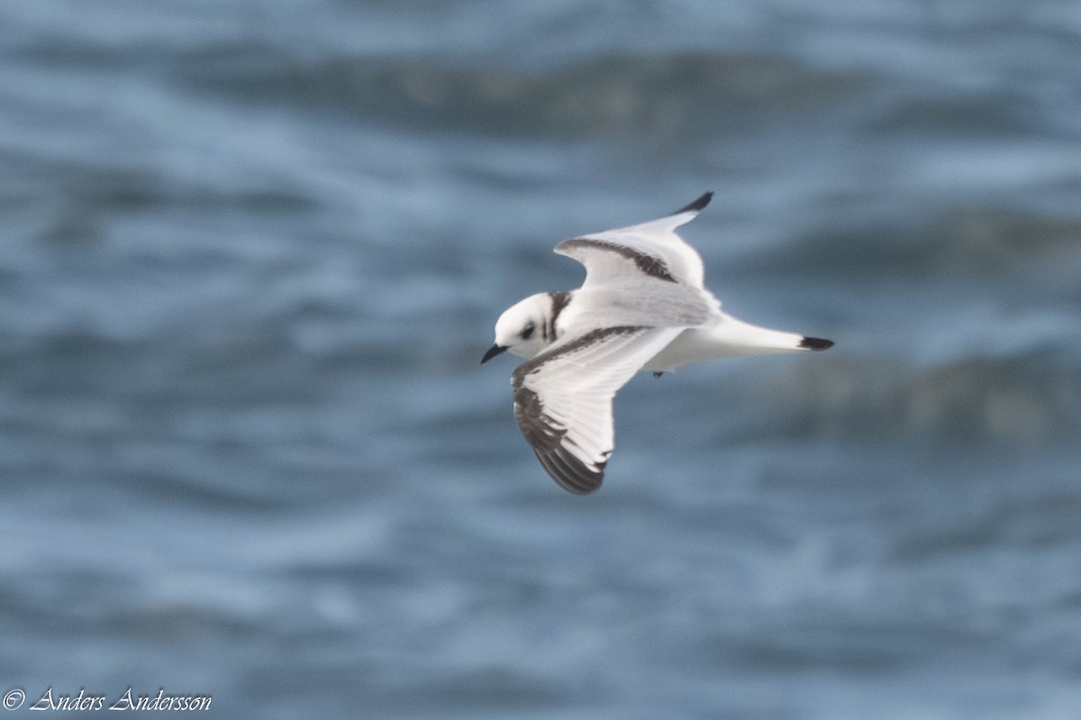 Моевка - ML646309204