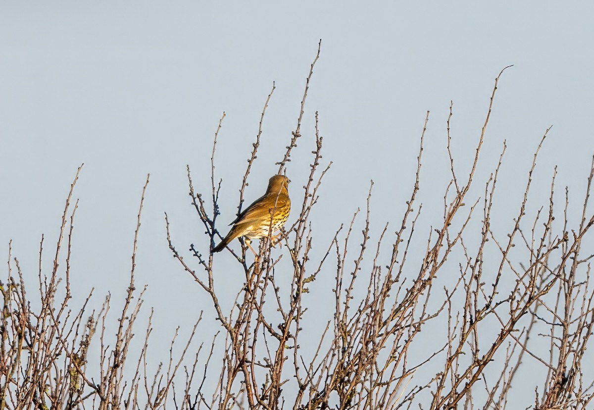 Певчий дрозд - ML646309209
