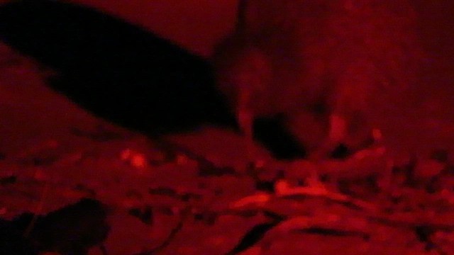 Бурый киви (lawryi) - ML646309210