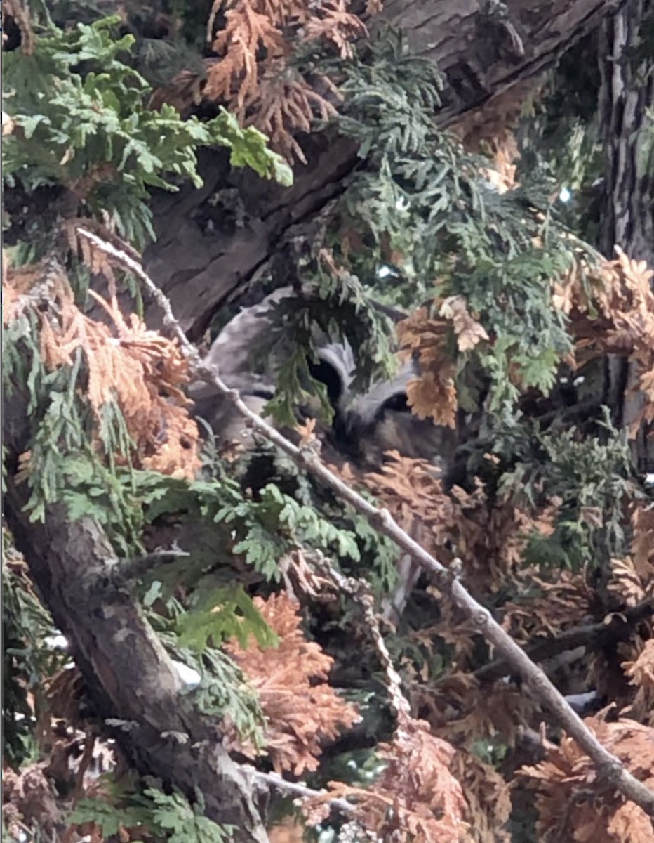 Североамериканский сыч - ML646309211