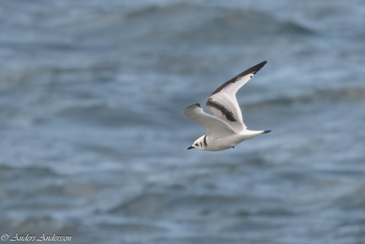 Моевка - ML646309212