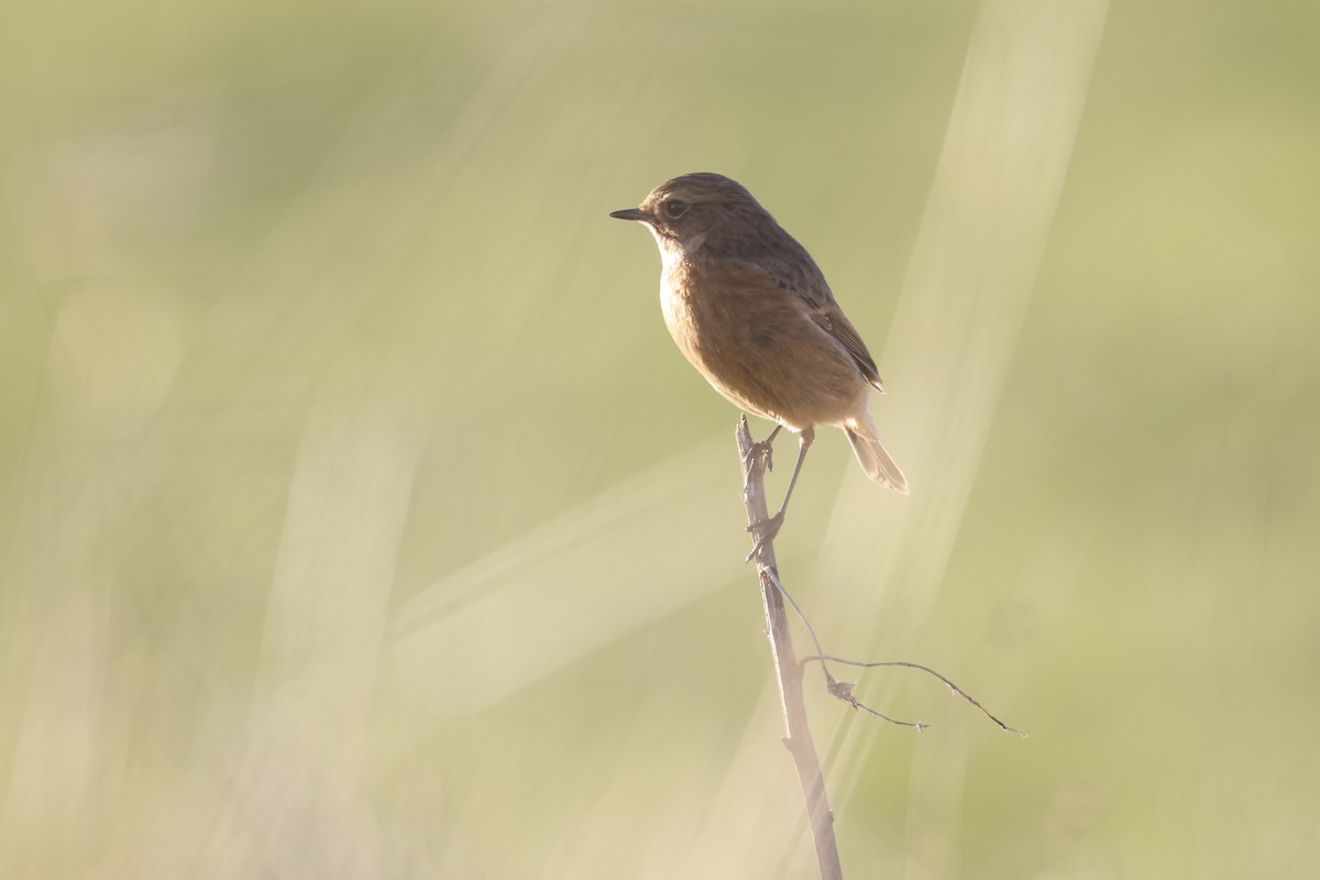 Черноголовый чекан - ML646309213