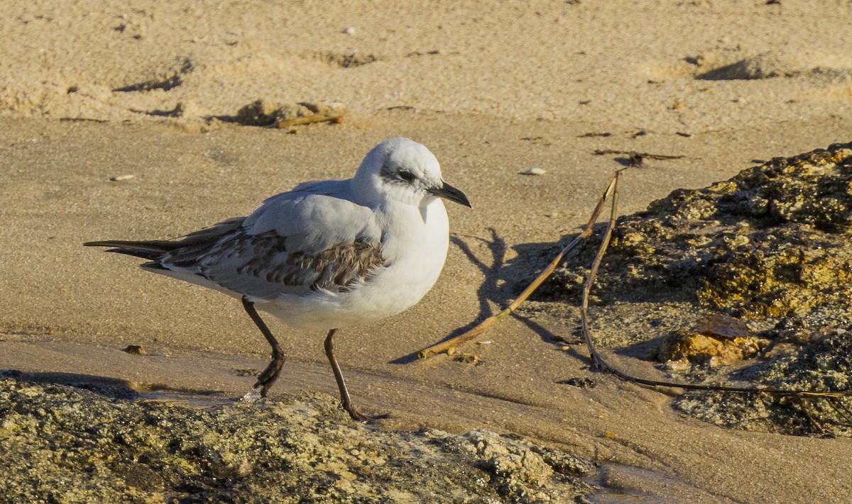 Черноголовая чайка - ML646309214