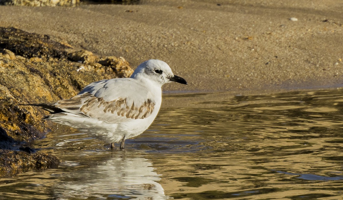 Черноголовая чайка - ML646309215