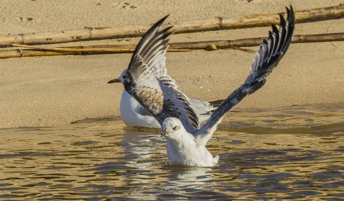 Черноголовая чайка - ML646309216