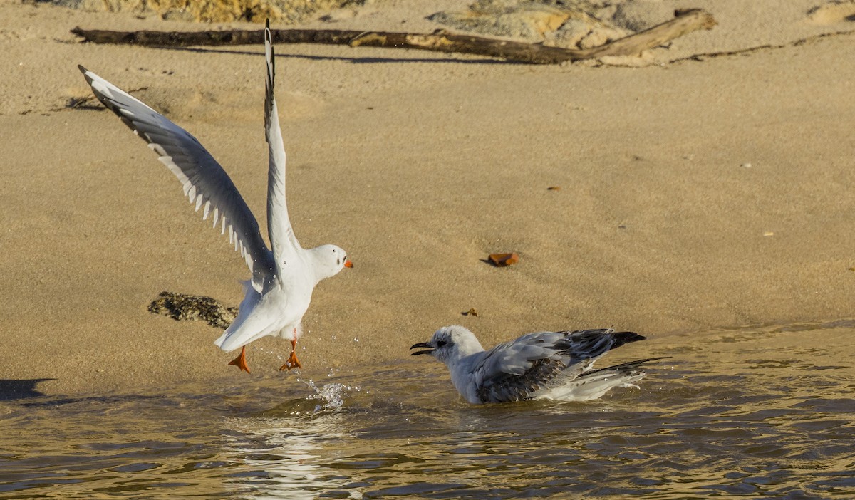 Черноголовая чайка - ML646309217