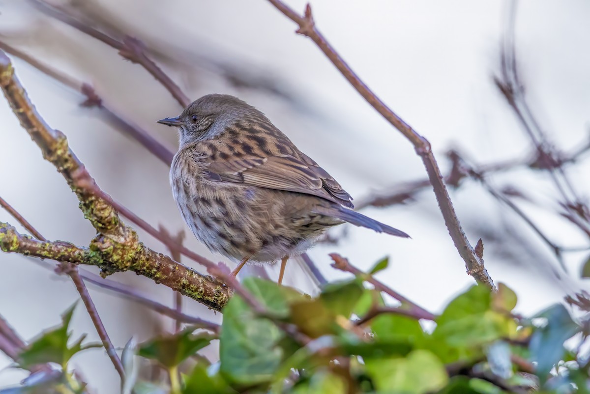 Лесная завирушка - ML646309218