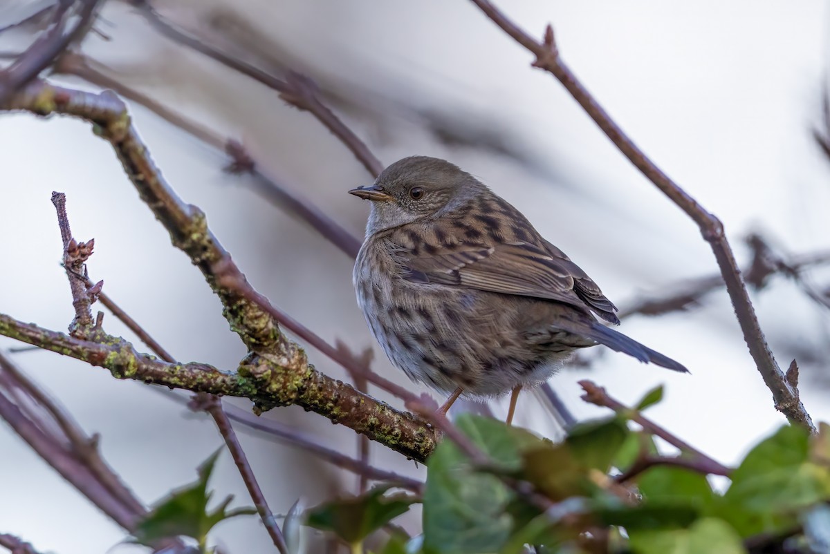 Лесная завирушка - ML646309219