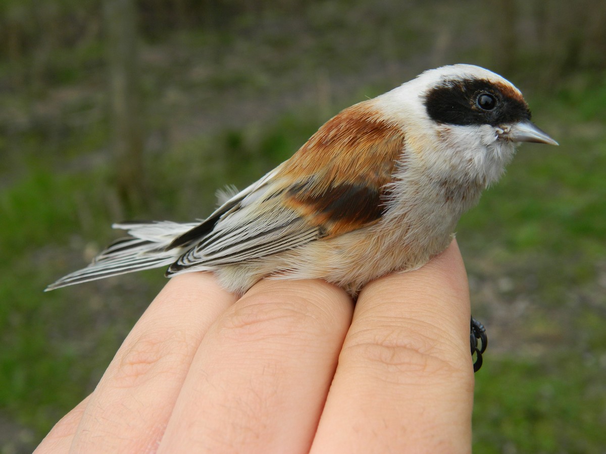 Обыкновенный ремез - ML646309220