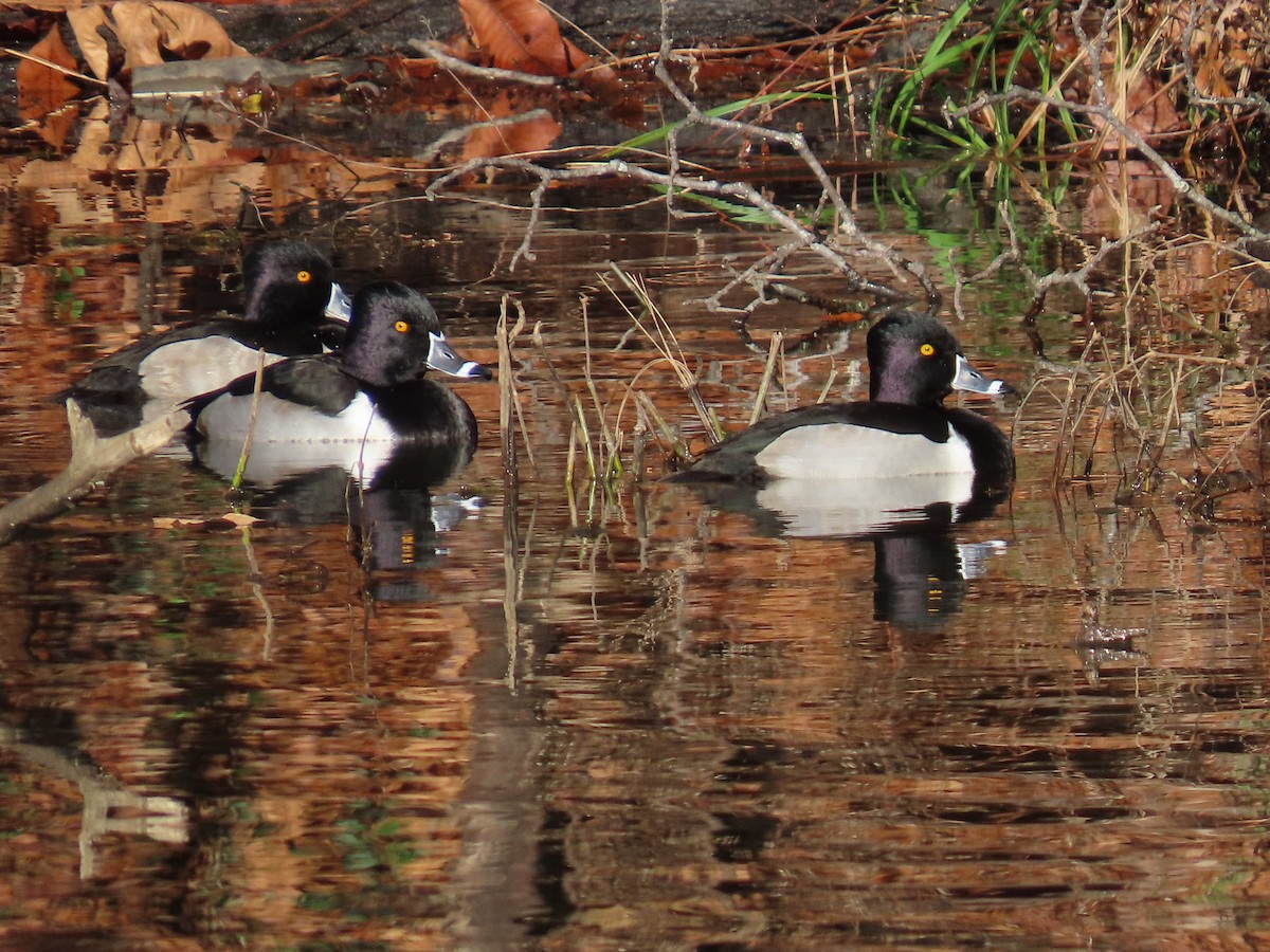 Кольчатая чернеть - ML646309221