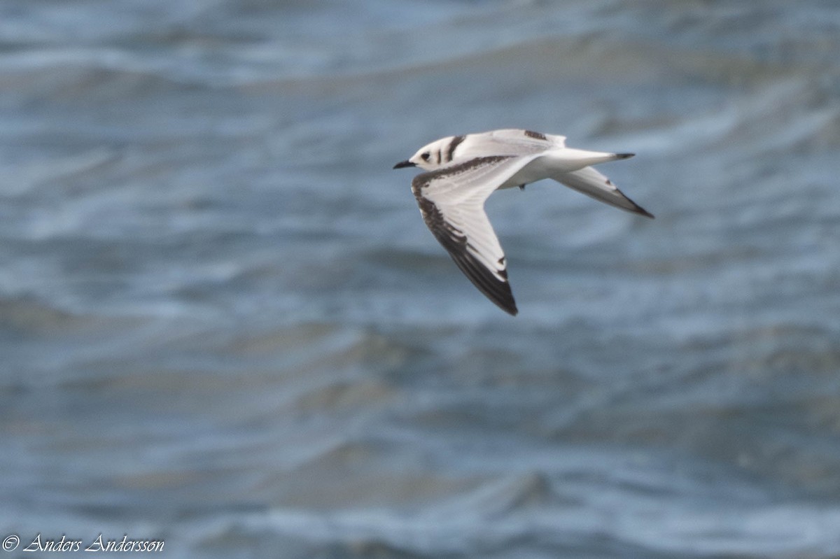 Моевка - ML646309222