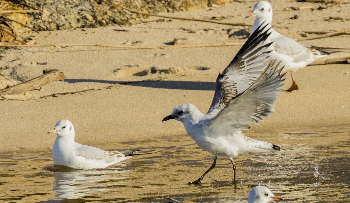 Черноголовая чайка - ML646309223
