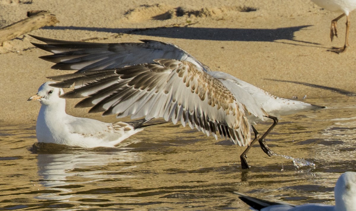 Черноголовая чайка - ML646309224