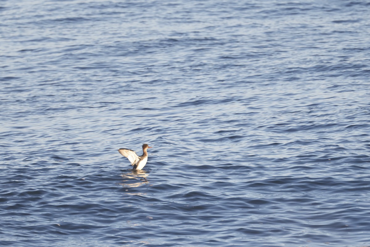 Длинноносый крохаль - ML646309225