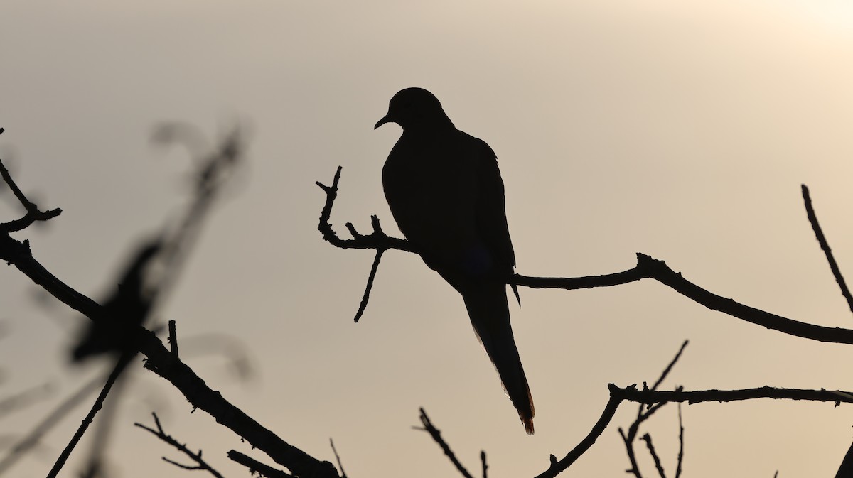 Плачущая горлица - ML646309226