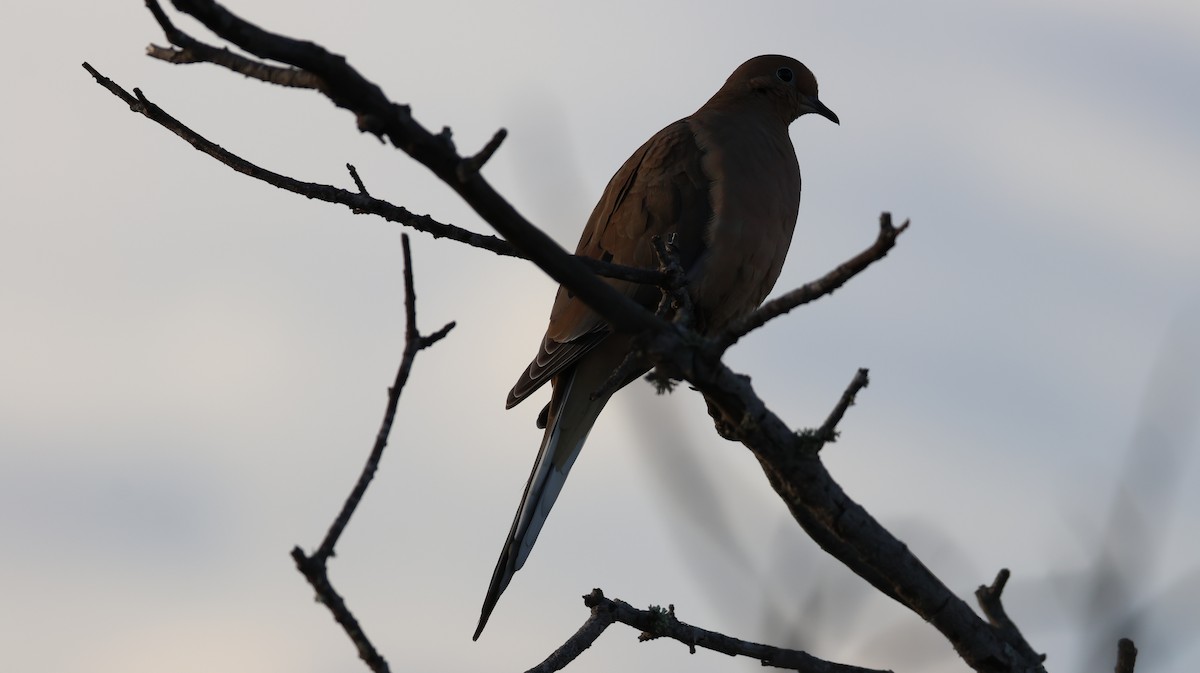 Плачущая горлица - ML646309227