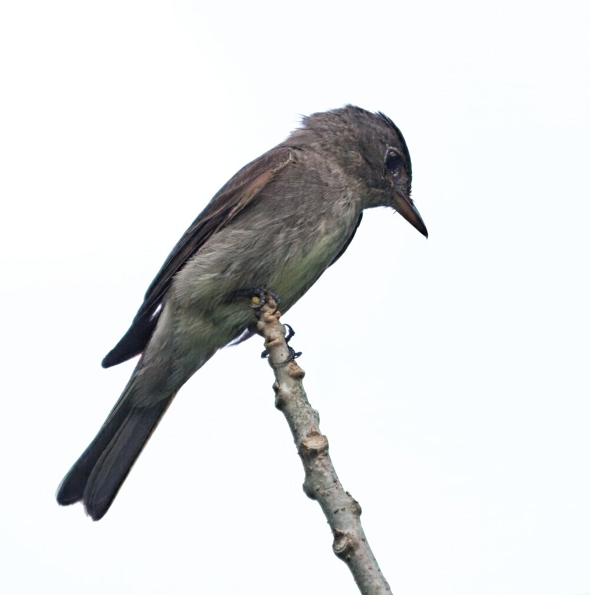 Оливковобокий пиви - ML646309228