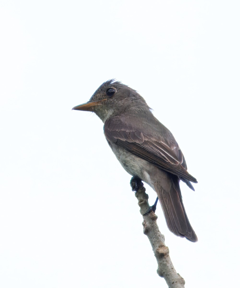 Оливковобокий пиви - ML646309229