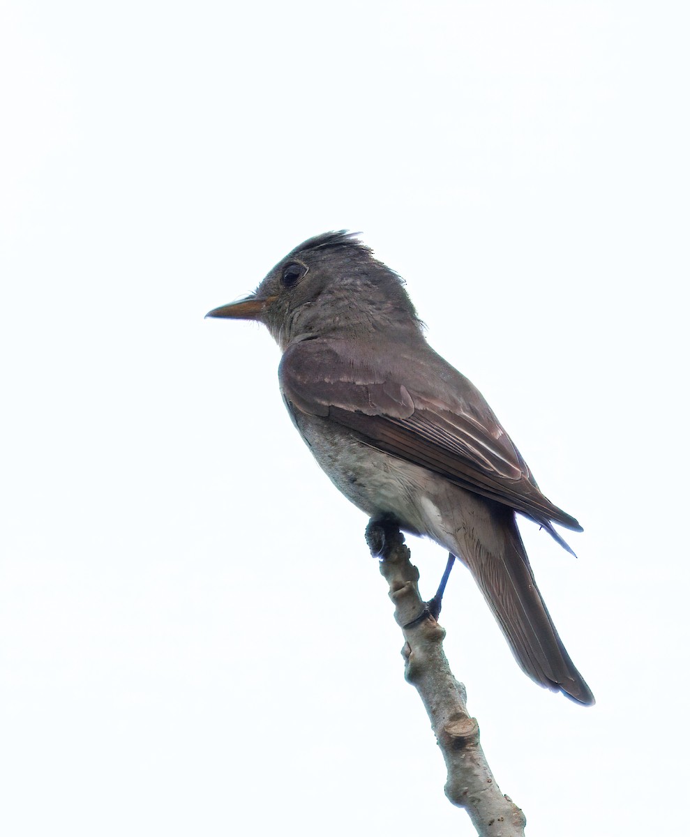 Оливковобокий пиви - ML646309230