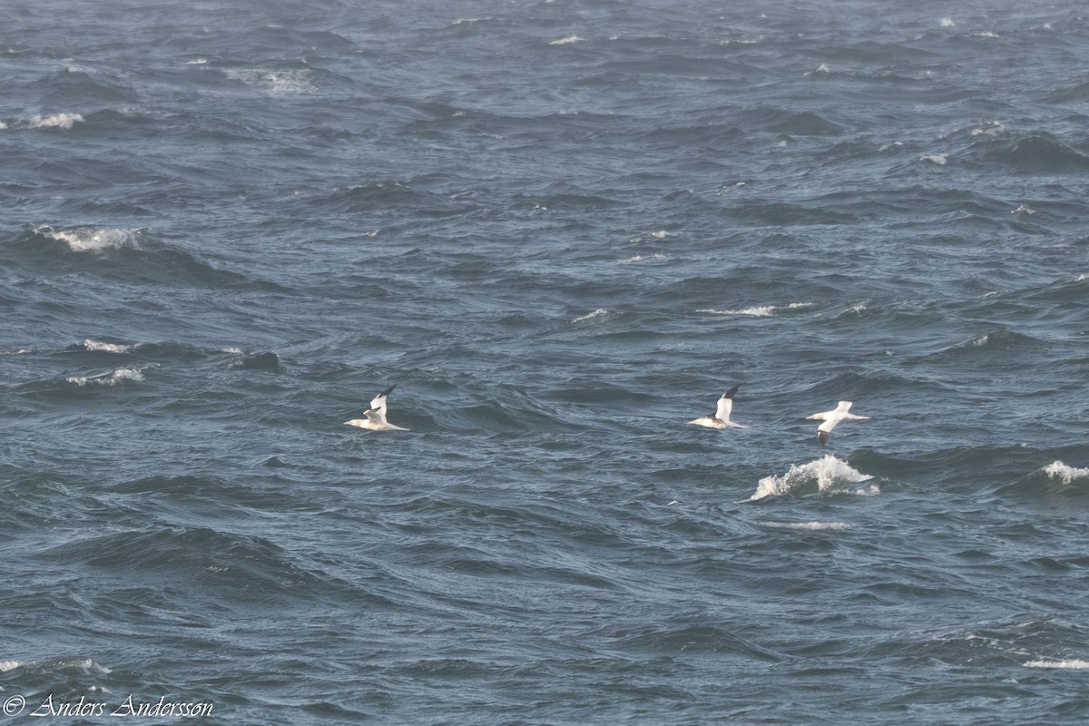 Северная олуша - ML646309234