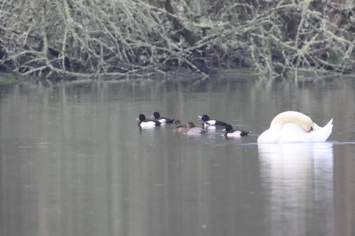 Ring-necked Duck - ML646309244
